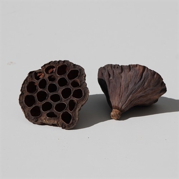 Lotus enkelt 6-8 cm
